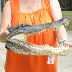 17 inch long Alligator Head 