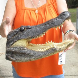 17 inch long Alligator Head 