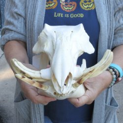 Authentic B-Grade 13 inch long African Warthog Skull for sale with 6 inch Ivory tusks - for $90