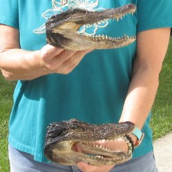 Two B-Grade 7-1/2" Alligator Heads