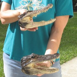 Two B-Grade 8" & 8-3/4" Alligator Heads
