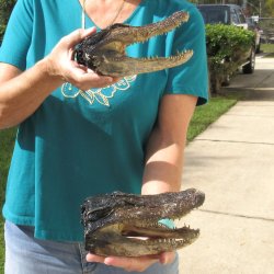 Two B-Grade 8" Alligator Heads