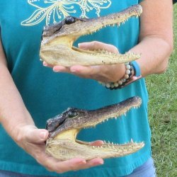 Two 7-1/4" & 7-1/2" Alligator Heads