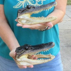 Two 8" Alligator Heads