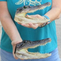 Two 7-1/2" Alligator Heads