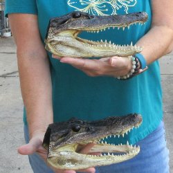 Two 8-1/2" Alligator Heads