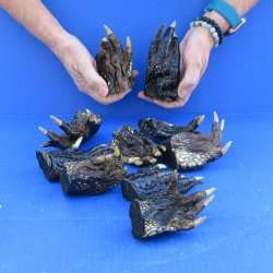 10 Alligator feet 4 to 5 inches long 