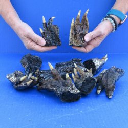10 Alligator feet 4 to 5 inches long 