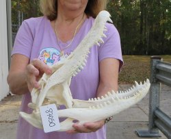 This is a B-Grade Real Florida Alligator Skull, 16 inches, For Sale for $125