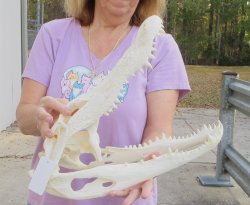 This is a B-Grade Real Florida Alligator Skull, 17-1/2 inches, For Sale for $140