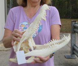 B-Grade Real Florida Alligator Skull, 15-1/2 inches, Buy Now for $110
