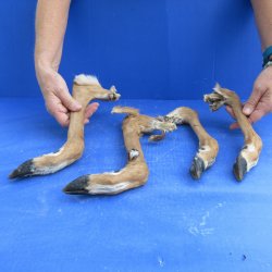 Four Preserved Deer Legs, 12" to 16" 