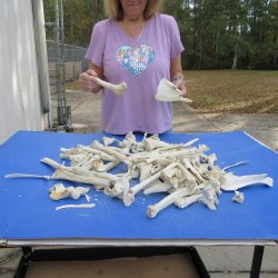 #2 Grade 10lbs of Assorted Bones - $30