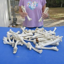 50 Deer Leg Bones, 8" to 10"  <font color=red>Special Price</font> - $30