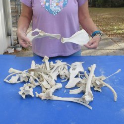 4lb lot of Assorted Bones - $35