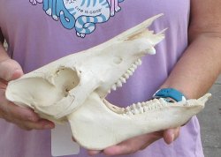 B-Grade Wild Boar Skull 10 inches long - Buy now for $30