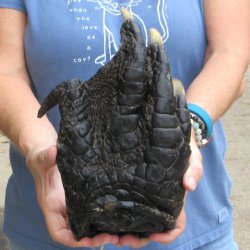 11 inch Preserved Alligator Foot 