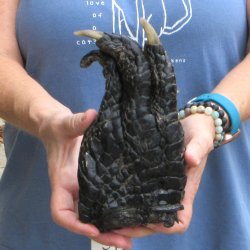 8 inch Preserved Alligator Foot 