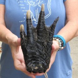 9 inch Preserved Alligator Foot 