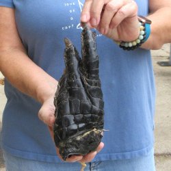 8 inch Preserved Alligator Foot