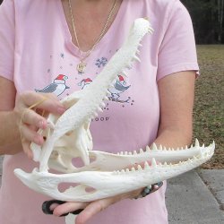Real Florida Alligator Skull, 12 inches for $95