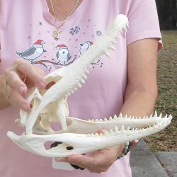 Real Florida Alligator Skull, 11 inches for $85