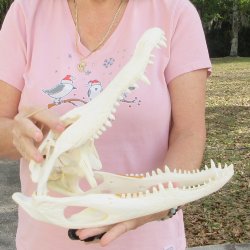 Real Florida Alligator Skull, 13 inches for $100