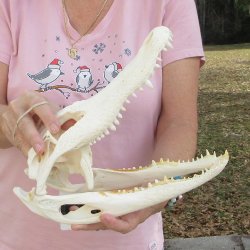 Real Florida Alligator Skull, 12 inches for $95