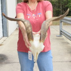 B-Grade African Goat Skull with 20-1/2 inch horns for $95