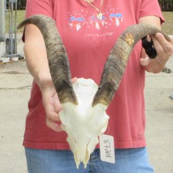 B-Grade African Goat Skull with 17 inch horns for $95