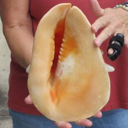 Real Yellow Helmet sea shell 9-3/4 inches -  $18