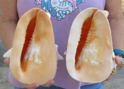 2pc lot of 8" yellow helmet seashells - $25