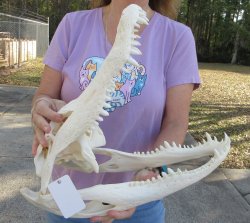  Real Florida Alligator Skull, 17 inches, for $180