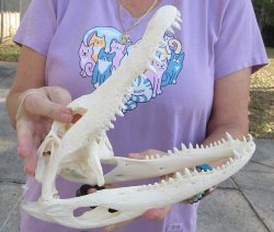  Real Florida Alligator Skull, 11 inches, for $95