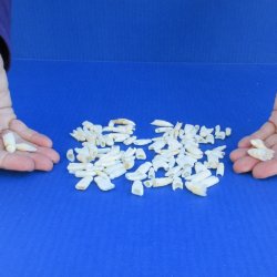 100 Alligator teeth under 1-1/8" 