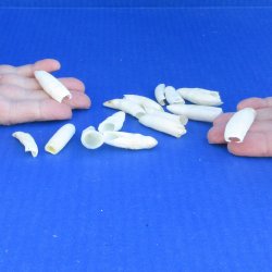 Fifteen Alligator Teeth, 1-1/2" to 2"
