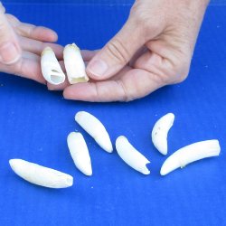 Eight Alligator Teeth, 2" to 2-1/2"