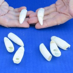 Eight Alligator Teeth, 2" to 2-1/2" 