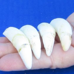 Four Alligator Teeth, 2-1/2" to 2-7/8"