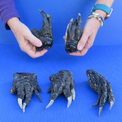 Five Preserved Alligator Feet 5" to 6"
