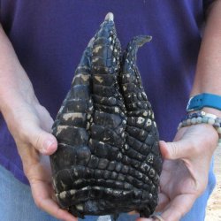 9-3/4 inch Preserved Alligator Foot 