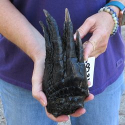 8-3/4 inch Preserved Alligator Foot 