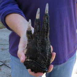 7-3/4 inch Preserved Alligator Foot 