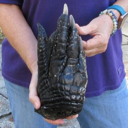 10-1/2 inch Preserved Alligator Foot 