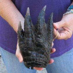 8-3/4 inch Preserved Alligator Foot 