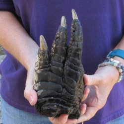8-3/4 inch Preserved Alligator Foot 