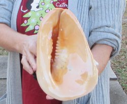 10 inch Yellow Helmet, Horned Helmet Shell 