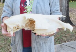 B-Grade Zebra Top Skull (no bottom jaw) 20 inches 