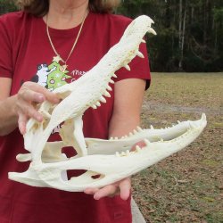 B-Grade Real Florida Alligator Skull, 17 inches