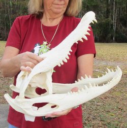 B-Grade Real Florida Alligator Skull, 18 inches